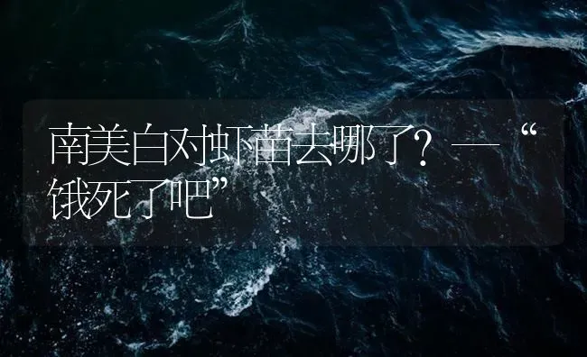 南美白对虾苗去哪了？—“饿死了吧” | 海水养殖