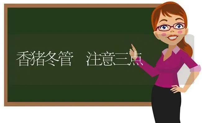 香猪冬管 注意三点 | 家畜养殖