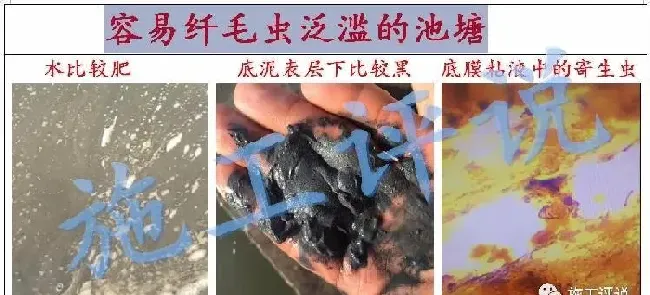 夏造对虾长不大？看看是不是这四大方面的原因！