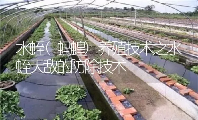 水蛭(蚂蝗)养殖技术之水蛭天敌的防除技术 | 特种养殖