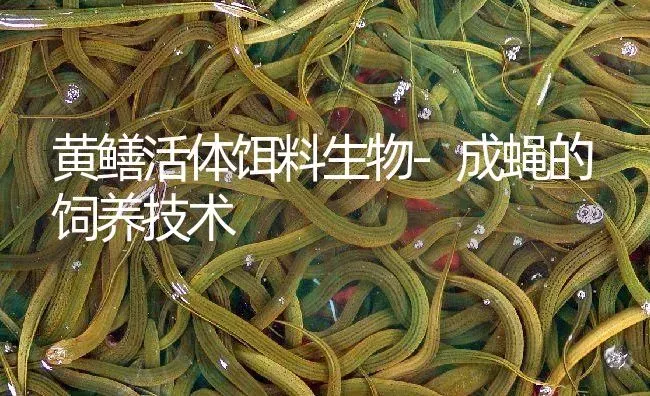 黄鳝活体饵料生物-成蝇的饲养技术 | 淡水养殖