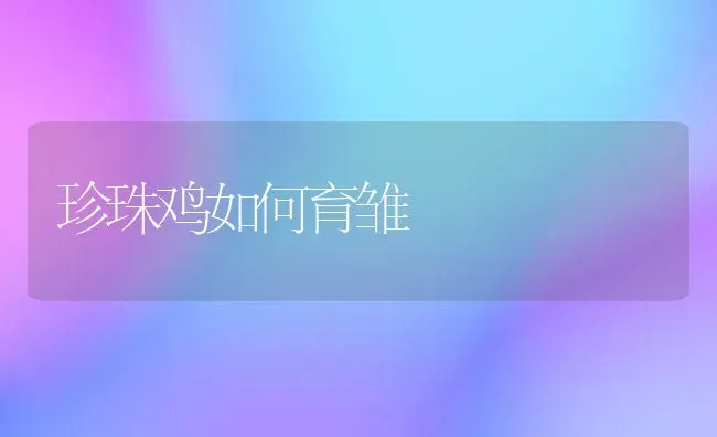 珍珠鸡如何育雏 | 家禽养殖