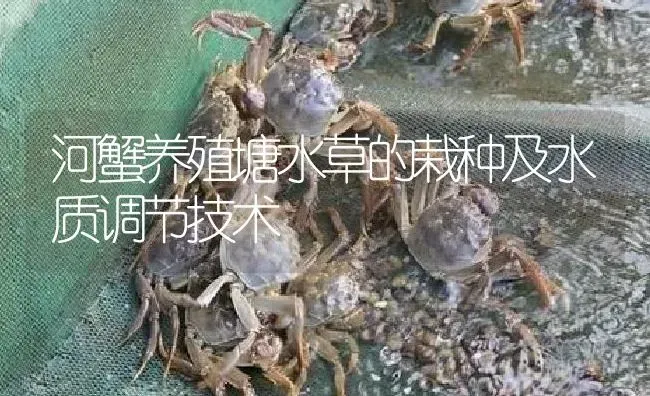 河蟹养殖塘水草的栽种及水质调节技术 | 淡水养殖