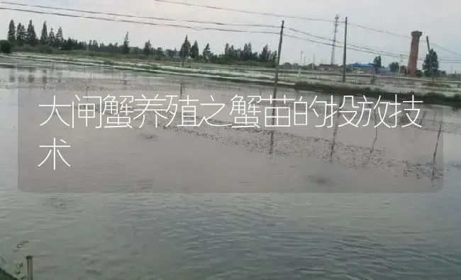 大闸蟹养殖之蟹苗的投放技术 | 淡水养殖