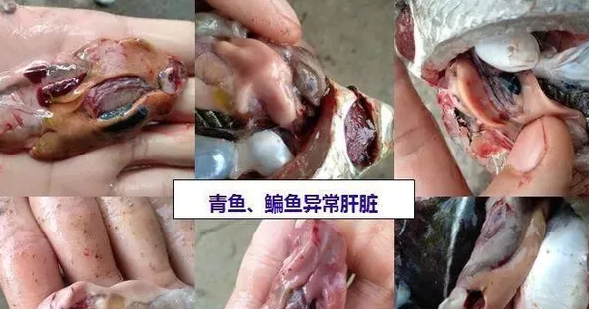 青鱼、鳊鱼鱼病高峰即将来临，请做好准备