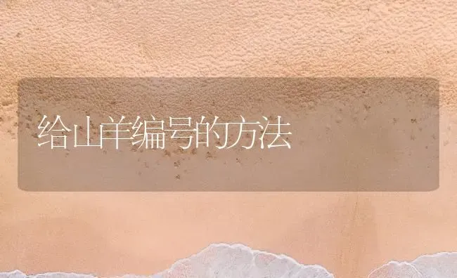 给山羊编号的方法 | 家畜养殖