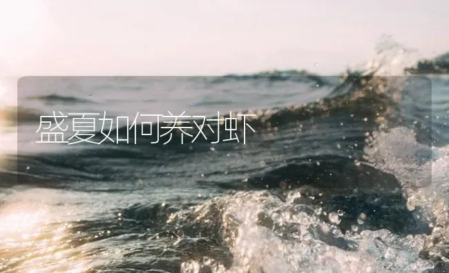 盛夏如何养对虾 | 海水养殖