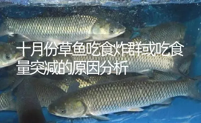 十月份草鱼吃食炸群或吃食量突减的原因分析 | 淡水养殖