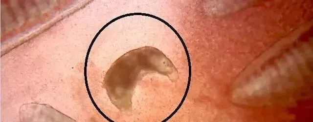 压箱底绝招分享：盐巴在水产养殖上有大用