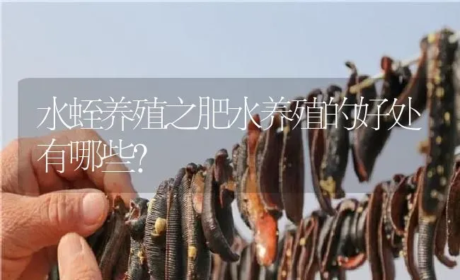 水蛭养殖之肥水养殖的好处有哪些？ | 特种养殖