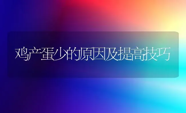 鸡产蛋少的原因及提高技巧 | 家禽养殖