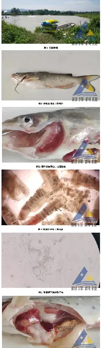 [每周一例]斑点叉尾鮰混合感染孢子虫和爱德华氏菌死亡