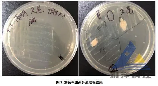 [每周一例]斑点叉尾鮰混合感染孢子虫和爱德华氏菌死亡