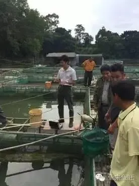 广西武鸣地区斑点叉尾鮰细菌性处理案例