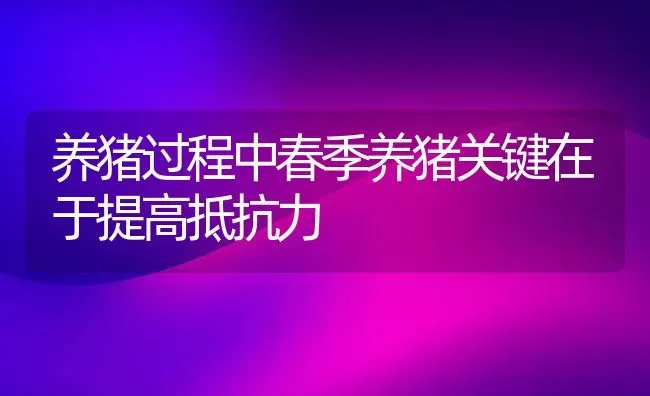 养猪过程中春季养猪关键在于提高抵抗力 | 家畜养殖