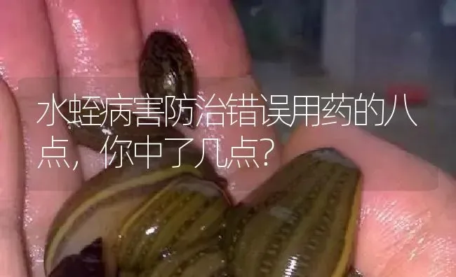 水蛭病害防治错误用药的八点，你中了几点？ | 养殖病虫害防治