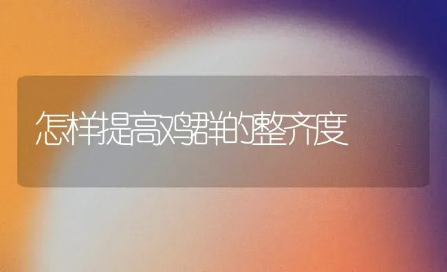 怎样提高鸡群的整齐度 | 家禽养殖