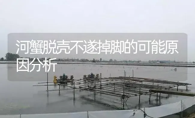 河蟹脱壳不遂掉脚的可能原因分析 | 淡水养殖