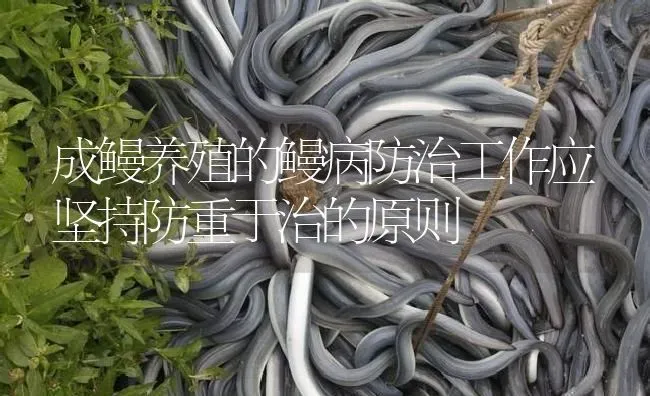 成鳗养殖的鳗病防治工作应坚持防重于治的原则 | 淡水养殖