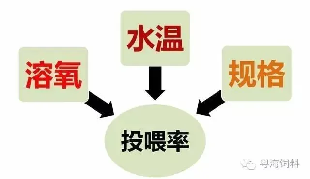 金秋9-10月草鱼黄金生长期，需要注意些什么？