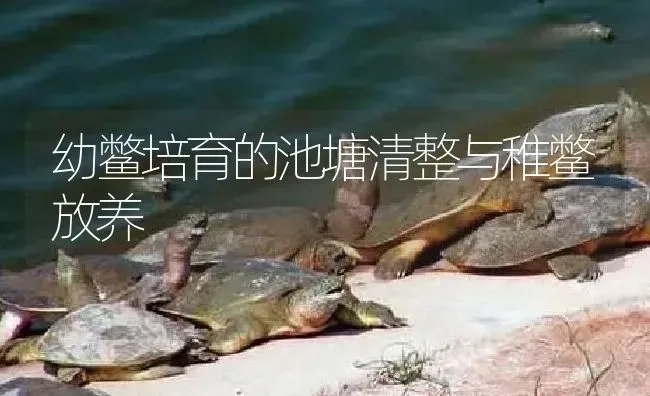 幼鳖培育的池塘清整与稚鳖放养 | 淡水养殖