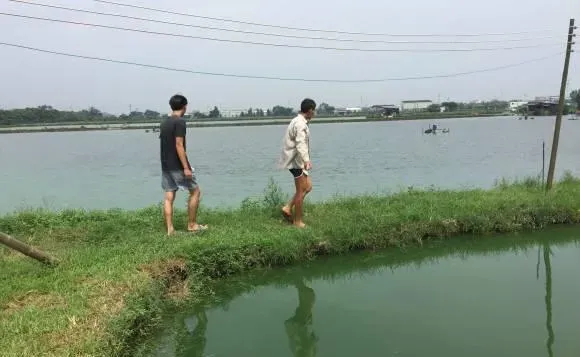 想降低对虾养殖成本,提高存活率,技术员有以下几点建议 