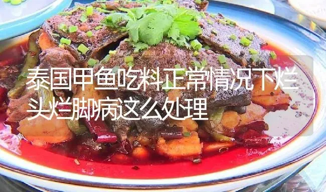 泰国甲鱼吃料正常情况下烂头烂脚病这么处理 | 淡水养殖