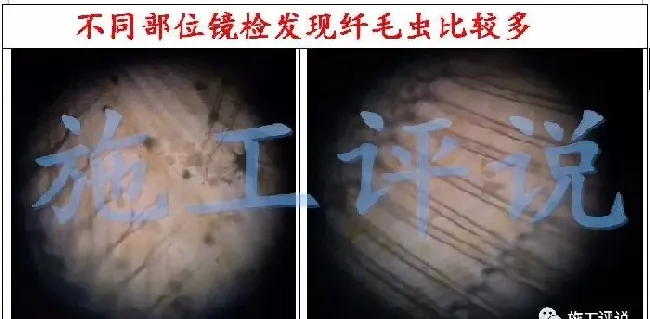 夏造对虾长不大？看看是不是这四大方面的原因！