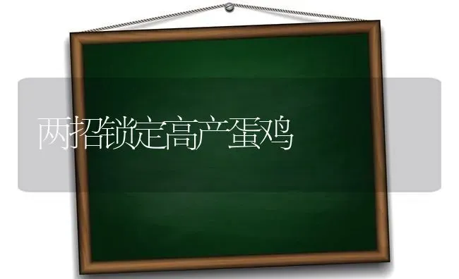 两招锁定高产蛋鸡 | 家禽养殖