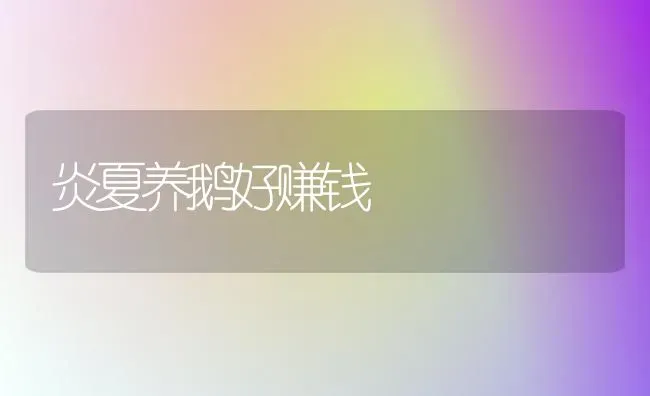 炎夏养鹅好赚钱 | 家禽养殖