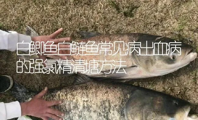 白鲫鱼白鲢鱼常见病出血病的强氯精清塘方法 | 淡水养殖