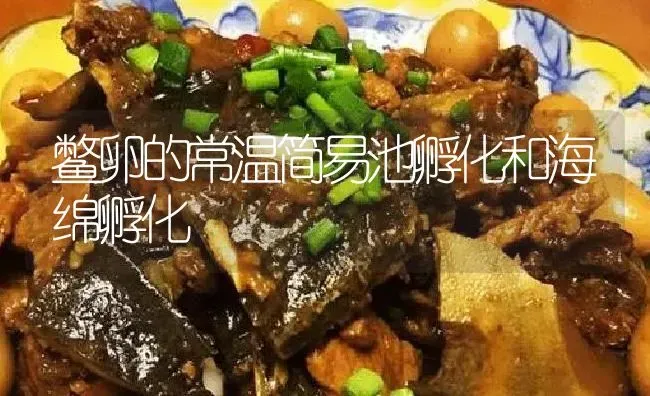 鳖卵的常温简易池孵化和海绵孵化 | 淡水养殖