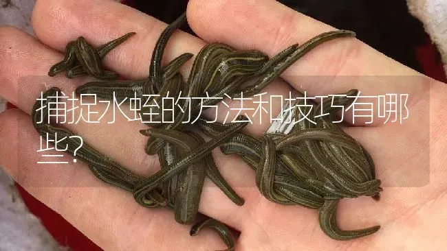 捕捉水蛭的方法和技巧有哪些？ | 特种养殖