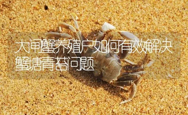 大闸蟹养殖户如何有效解决蟹塘青苔问题 | 淡水养殖