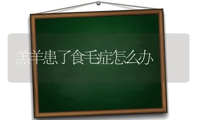 羔羊患了食毛症怎么办 | 家畜养殖