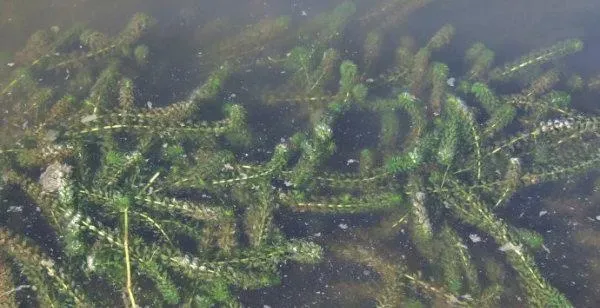 东北地区河蟹小龙虾精养池塘水草种植技术