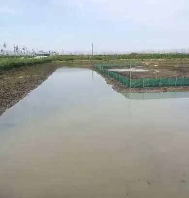 河蟹黑鳃、池塘水浑的处理方案