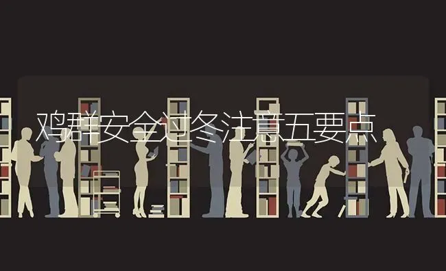 鸡群安全过冬注意五要点 | 家禽养殖