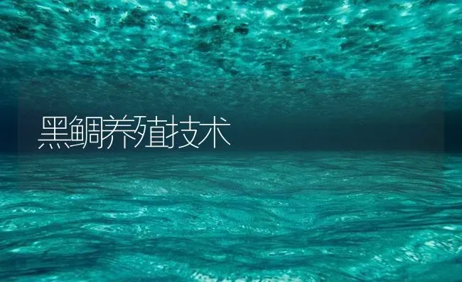 黑鲷养殖技术 | 海水养殖