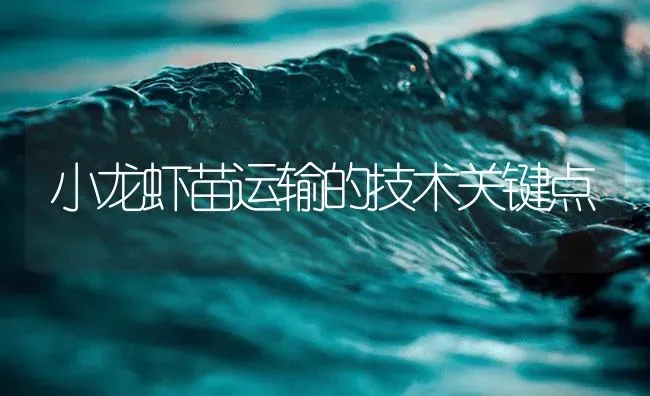 小龙虾苗运输的技术关键点 | 海水养殖