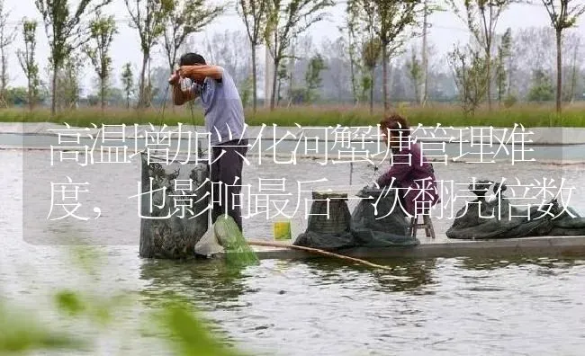高温增加兴化河蟹塘管理难度，也影响最后一次翻壳倍数 | 淡水养殖