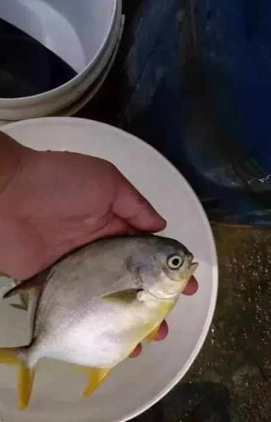 金鲳鱼白点病的预防方法