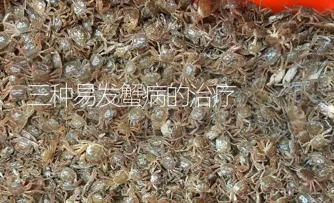 三种易发蟹病的治疗 | 淡水养殖