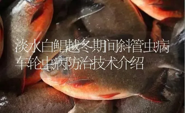 淡水白鲳越冬期间斜管虫病车轮虫病防治技术介绍 | 淡水养殖