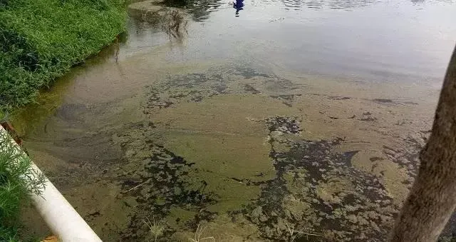 压箱底绝招分享：盐巴在水产养殖上有大用