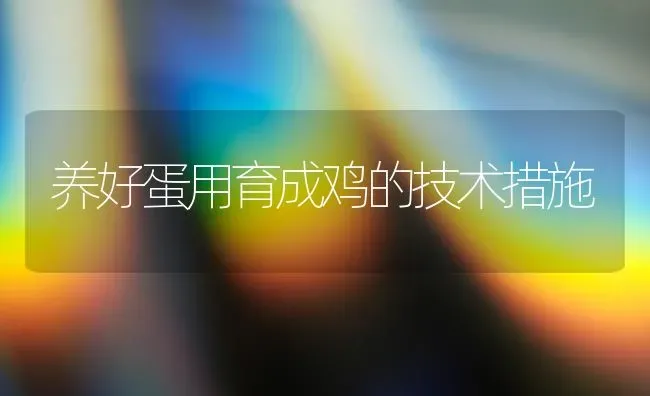养好蛋用育成鸡的技术措施 | 家禽养殖