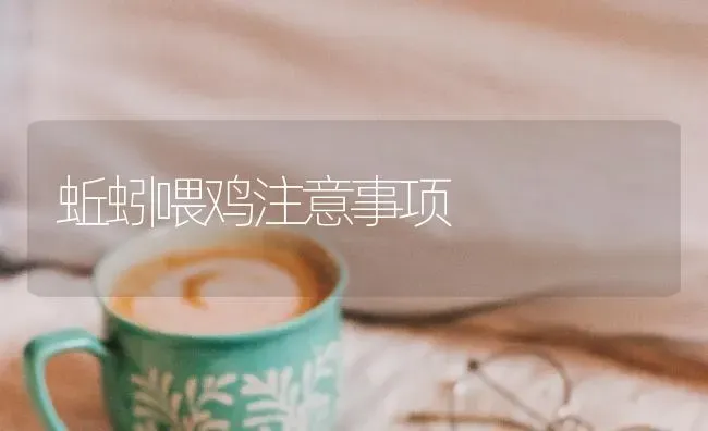 蚯蚓喂鸡注意事项 | 家禽养殖