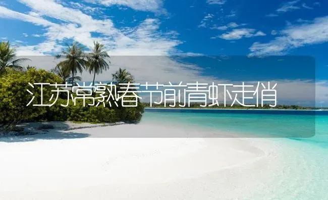 江苏常熟春节前青虾走俏 | 海水养殖