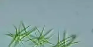 水产养殖户如何分清类型杀蓝藻？