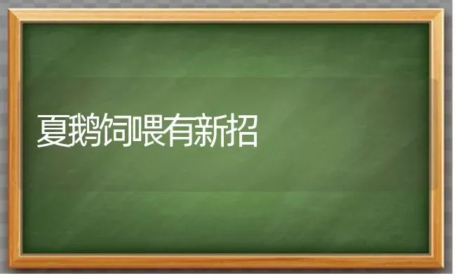 夏鹅饲喂有新招 | 家禽养殖